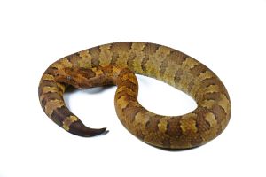 Candoia aspera, forme jaune